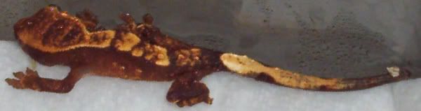 000_1780.jpg