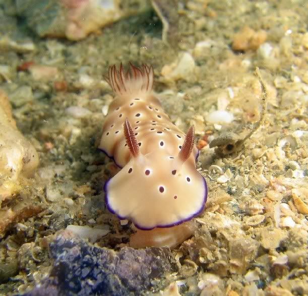 nudibranch4-640.jpg