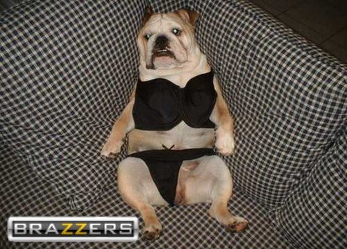 pervert-dog-bra-panties-model-open-legged-doggie-pictures_zps20e306d1.jpg