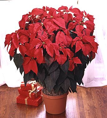 Pointsettia