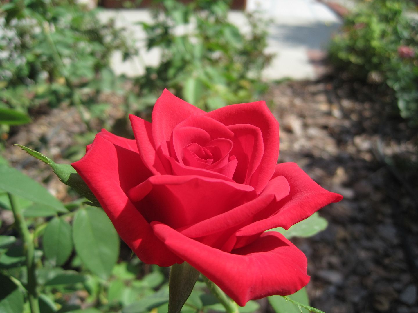 Red Rose