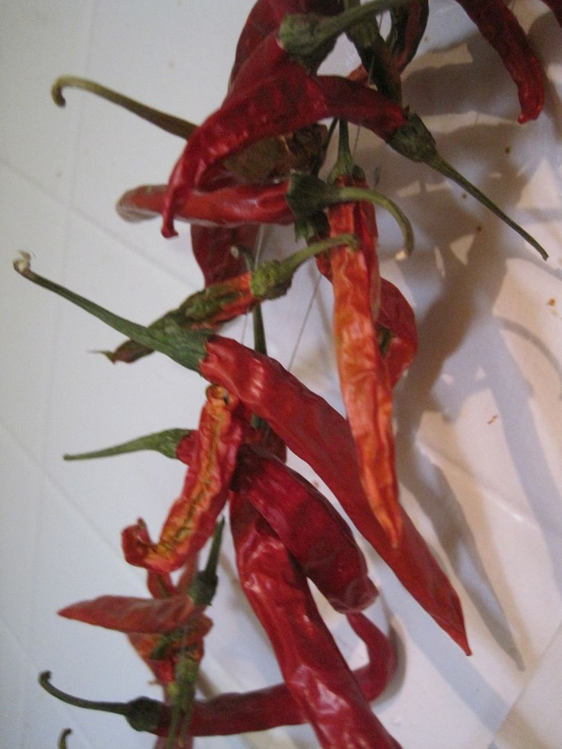 dried peppers2