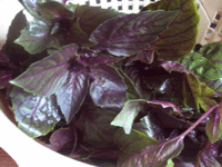 Purple Basil