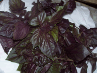 Purple Basil