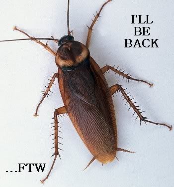 cockroachTaunt.jpg