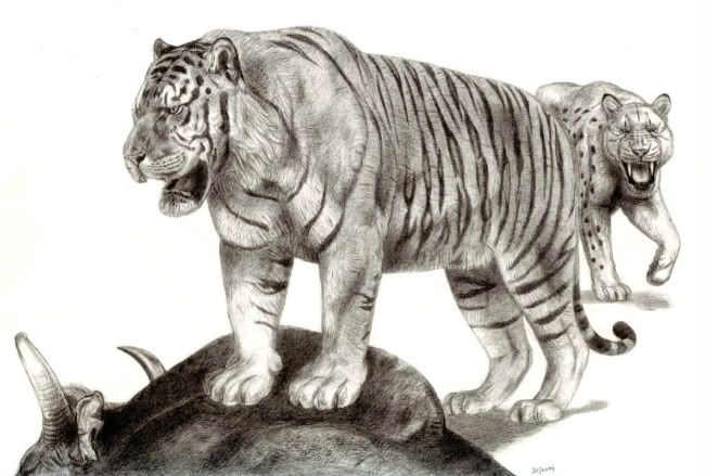 Ngandong Tiger vs Smilodon populator | Animalia Enthusiasts