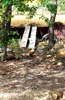 [Image: chicken.jpg]