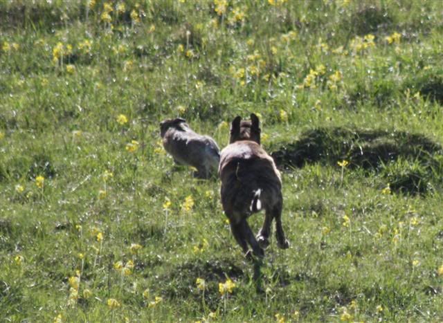 Harespotting051Small.jpg