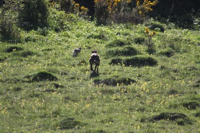 Harespotting055Small.jpg