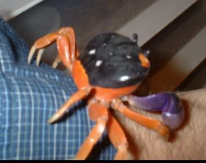 Halloween Crab