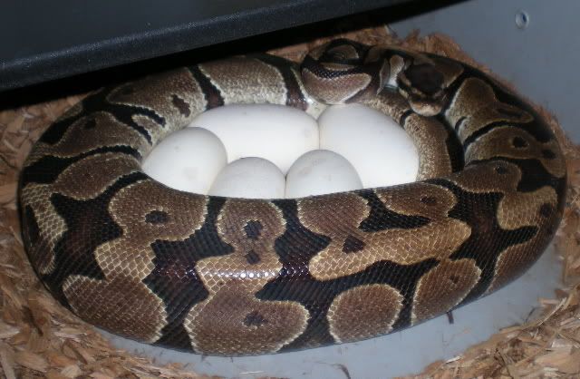 5eggs-3-12-08.jpg