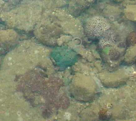 REEF