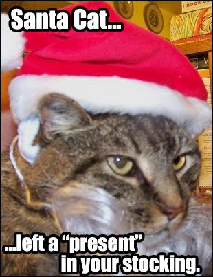 santacat.jpg