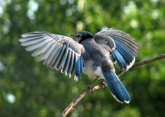 Blue Jay Nest