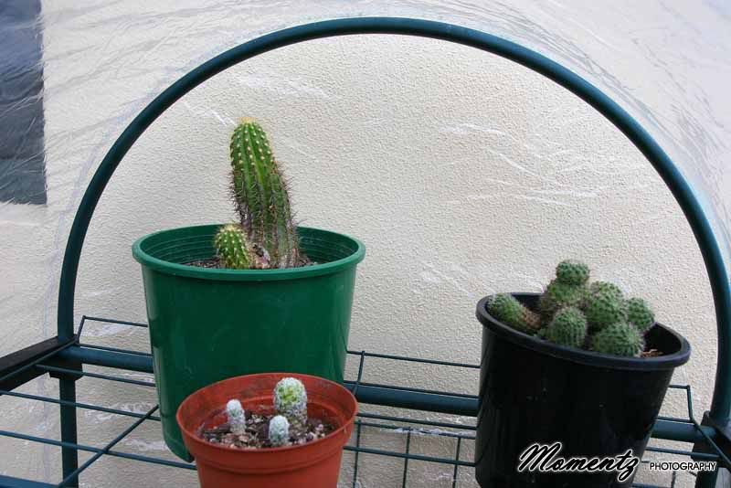 Cacti rescue... IDs please! ) Cactus & Succulent Identification