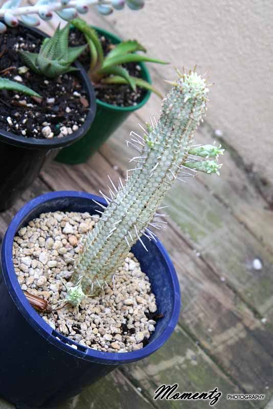 Cacti rescue... IDs please! ) Cactus & Succulent Identification