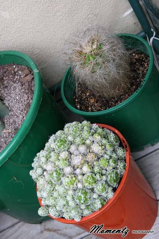 Cacti rescue... IDs please! ) Cactus & Succulent Identification