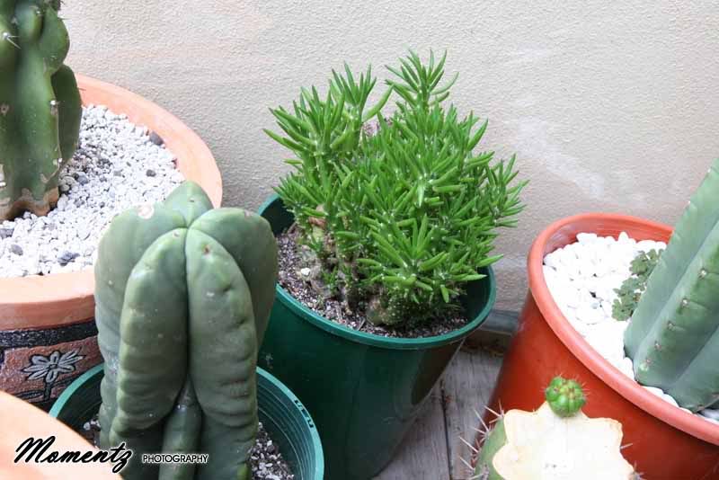 Cacti rescue... IDs please! ) Cactus & Succulent Identification