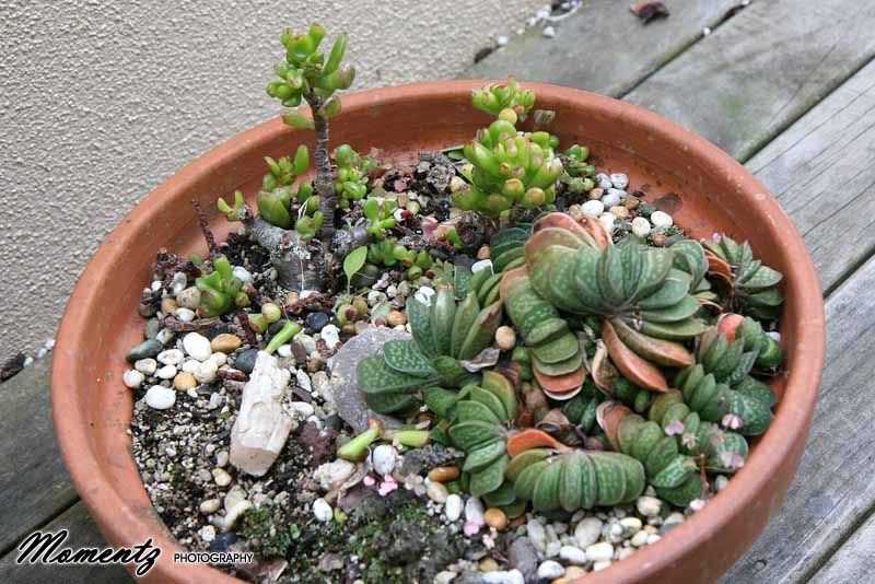 Cacti rescue... IDs please! ) Cactus & Succulent Identification