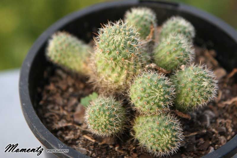 Cacti rescue... IDs please! ) Cactus & Succulent Identification