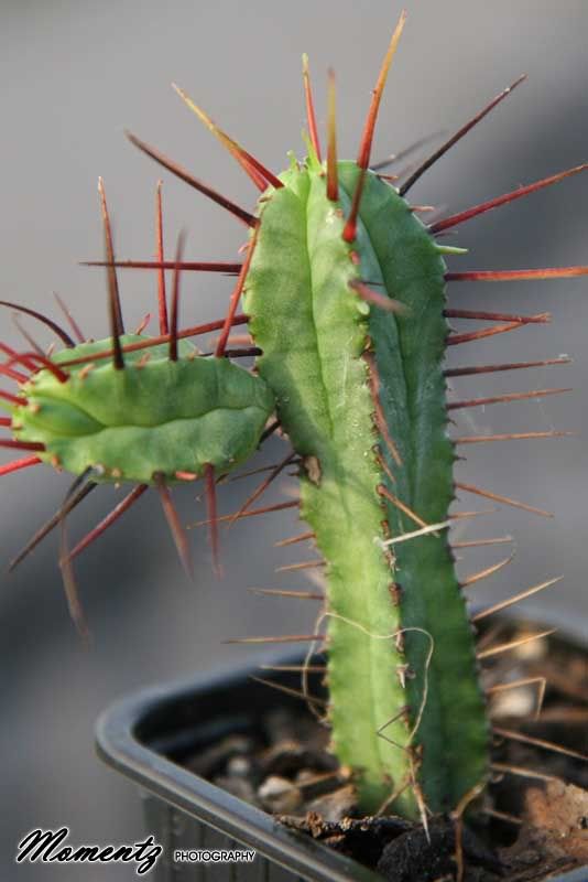 Cacti rescue... IDs please! ) Cactus & Succulent Identification