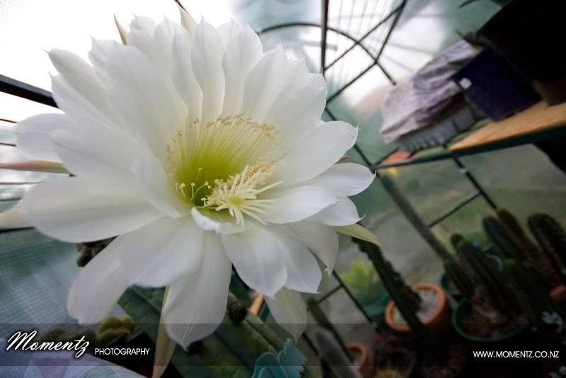 IMAGE: http://img.photobucket.com/albums/v441/evobit/Plants/_MG_2760.jpg