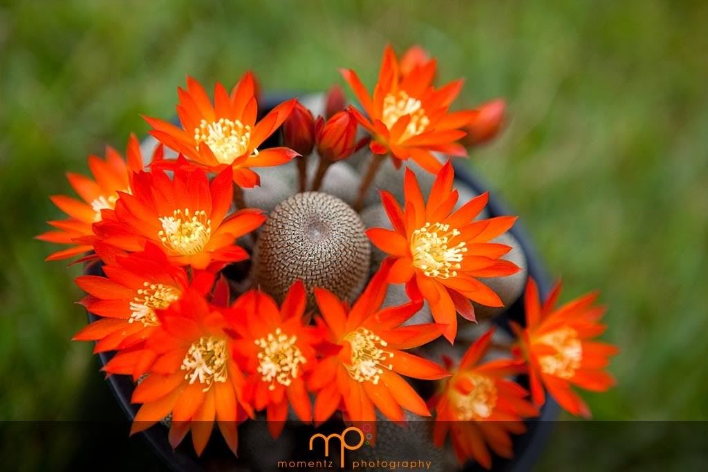 IMAGE: http://img.photobucket.com/albums/v441/evobit/Plants/_MG_5468.jpg