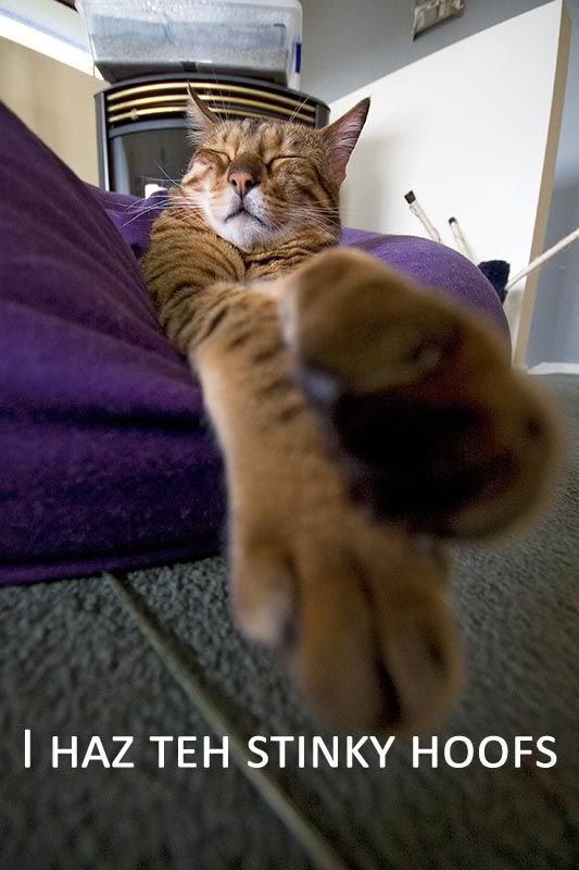 IMAGE: http://img.photobucket.com/albums/v441/evobit/_MG_9936.jpg