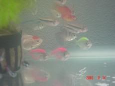 Image hosted by Photobucket.com