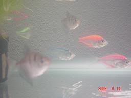 Image hosted by Photobucket.com