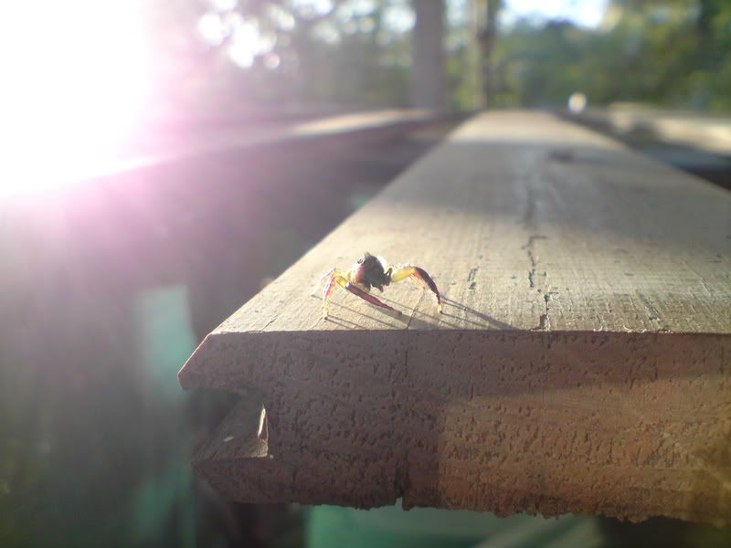 spider flare