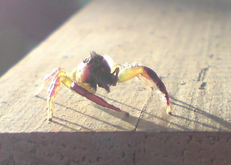 spider flare cropped