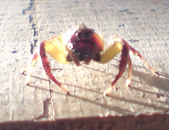 spider cropped