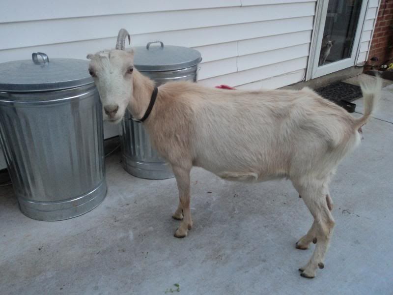My new milk goat - Goats