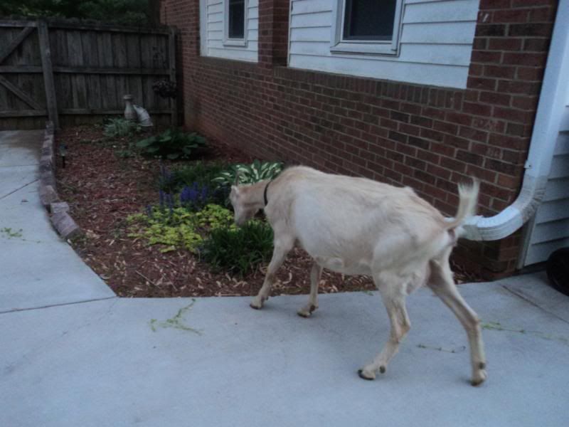 My new milk goat - Goats