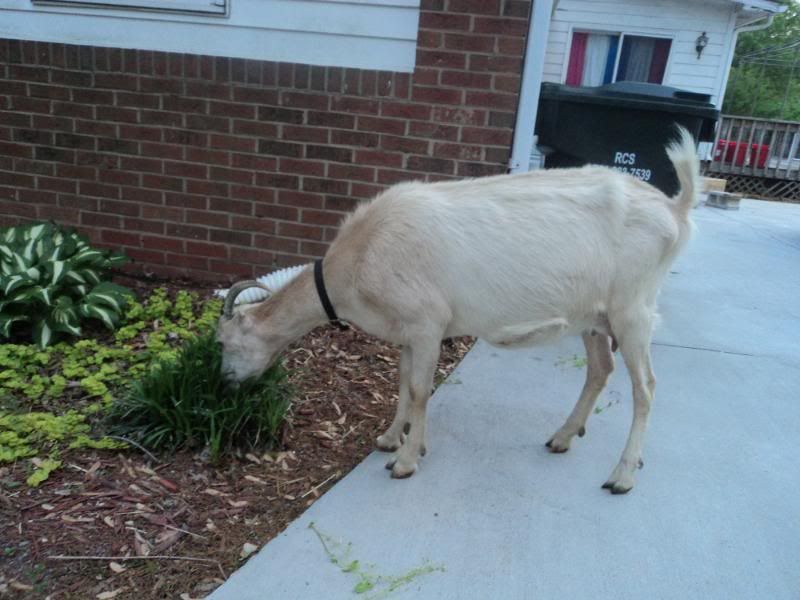 My new milk goat - Goats