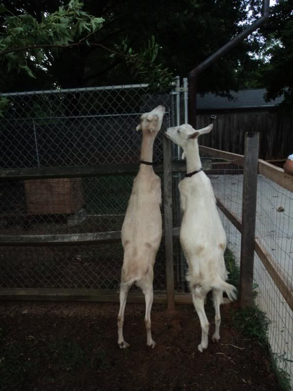 Old scruffy goat-and a couple new ones - Goats