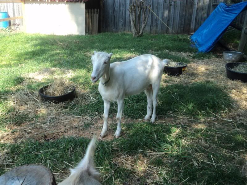 Old scruffy goat-and a couple new ones - Goats
