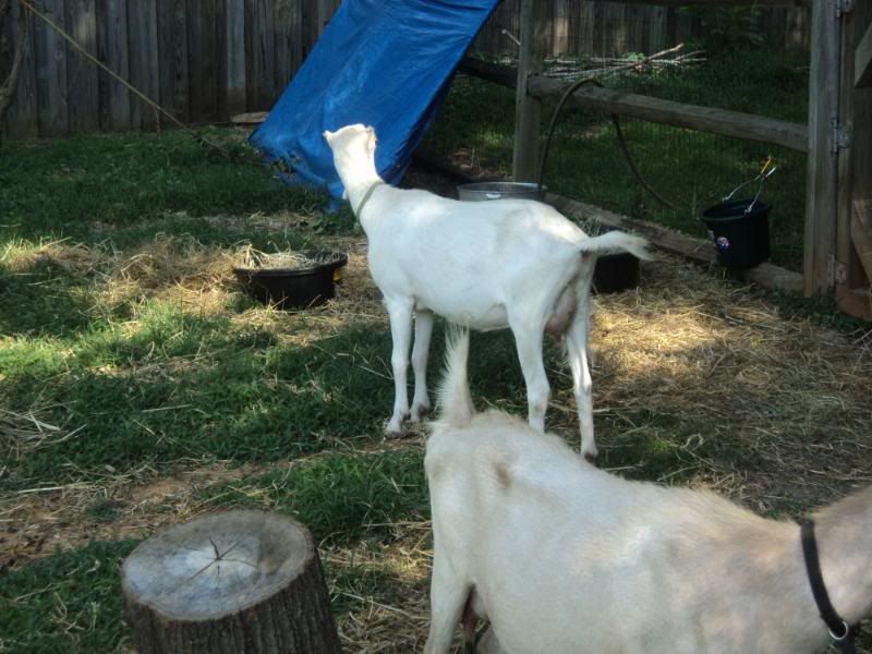 Old scruffy goat-and a couple new ones - Goats