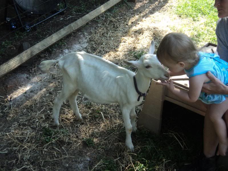 Old scruffy goat-and a couple new ones - Goats