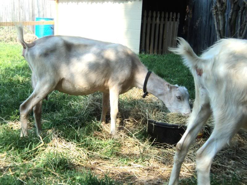 Old scruffy goat-and a couple new ones - Goats