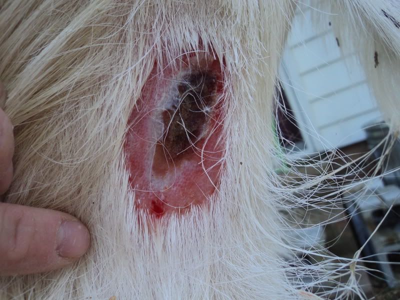 First aid for a big sore - Goats