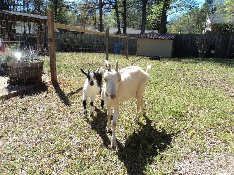 My new milk goat - Goats