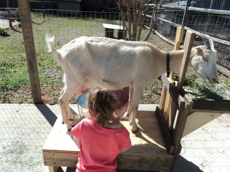 My new milk goat - Goats