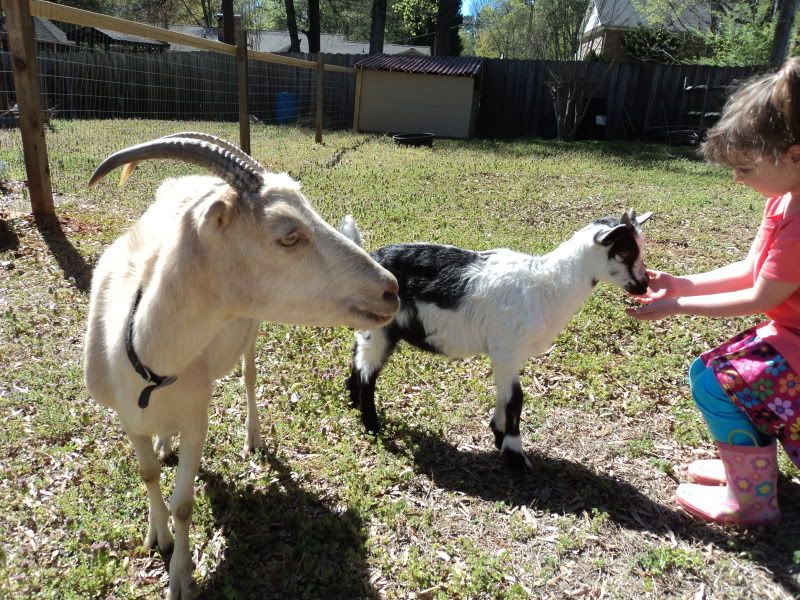 My new milk goat - Goats