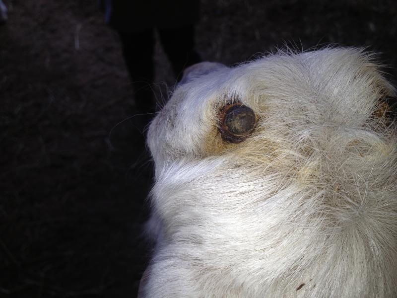 Disbudding question - Goats