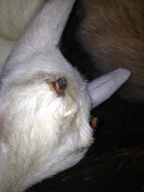 Disbudding question - Goats