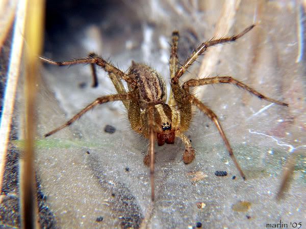 [http://img.photobucket.com/albums/v443/Sarn_Cadrill/funnel-weaver_spider_3.jpg]