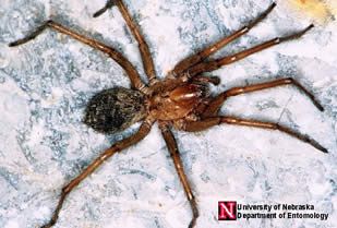 [http://img.photobucket.com/albums/v443/Sarn_Cadrill/hobospider_med.jpg]