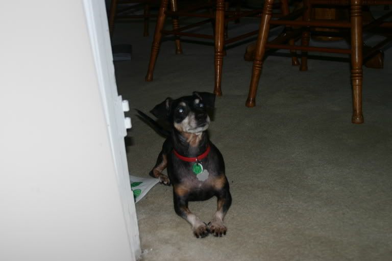 IMAGE: http://img.photobucket.com/albums/v443/Wikoli29/randoms381.jpg